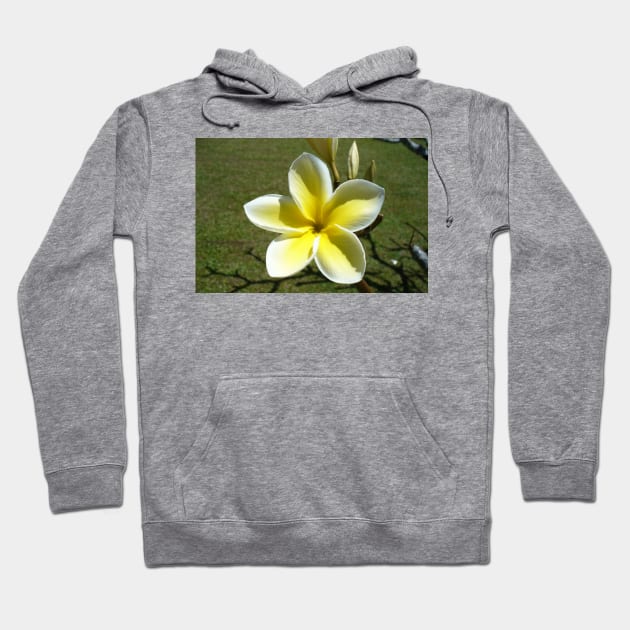 Beautiful Frangipani Flower Hoodie by KaSaPo